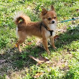 Todd - Chihuahua