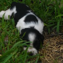 English Springer Spaniel All Grown Up from Sandhill Kennel