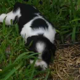 English Springer Spaniel All Grown Up from Sandhill Kennel