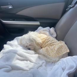 Maltese Puppies from B&O Maltese