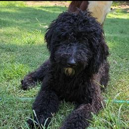 Piper - Poodle