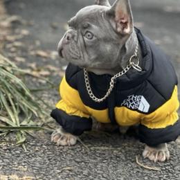 French Bulldog Puppies from Drea's French Bulldogs