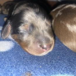 Boy 2 - Dapple male Dachshund puppy in Tennessee Colony, Texas from Hairy Wieners