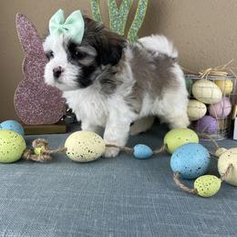 Mr Green Collar - Black and white male Mal-Shi puppy in Poolville, Texas from Tx Pups