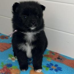 Abby - Black female Pomeranian puppy in Ocala, Florida from Roxy's Pomeranian Puppies
