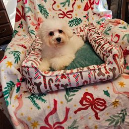 Pumpkin - White and buff female Bichon Frise puppy in Chatham, Illinois from Bichon Frise Partnership