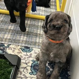 Goldendoodle Puppies from Hancock Place