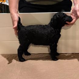Girl 4 - Black female Poodle puppy in Walpole, Massachusetts from Harborstone Poodles and Terriers