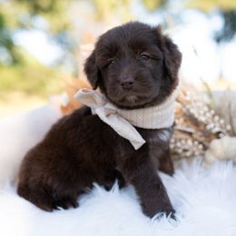 Sand Spirit - White and red male Bordoodle puppy in Conway, Missouri from 2J 2K Bordoodles