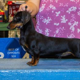 Bugsy - Dachshund