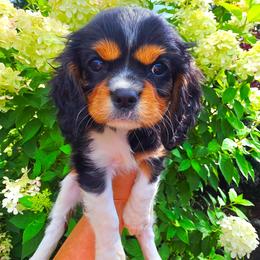 Waverly - Tri-color female Cavalier King Charles Spaniel puppy in Watsontown, Pennsylvania from Huntsman Cavaliers