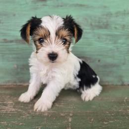 Zily- Lola - Parti female Yorkshire Terrier puppy in Mountain Grove, Missouri from Precious Puppies