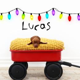 Lucas - Red  male Goldendoodle puppy in Spanish Fork, Utah from Oodles of Floofy Doodles