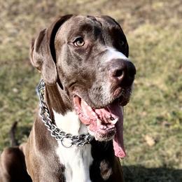 Bayne - Great Dane