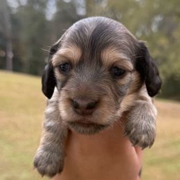 AKC Female - Black and cream female Dachshund puppy in Sumrall, Mississippi from JP’s Dachshunds