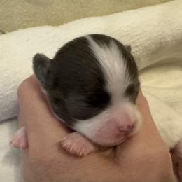 Kali - Blue and white female Chihuahua puppy in Brooklyn, Connecticut from Ladybug Chihuahuas