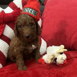 Gucci - Red  male Goldendoodle puppy in The Woodlands, Texas from Gracie's Goldendoodles and Bernedoodles