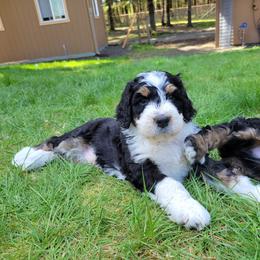 Bernedoodle and Bernese Mountain Dog Puppies from NW Bernedoodles of Washington
