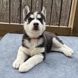 Bailey (Orange) - Black and white female Siberian Husky puppy in Ellijay, Georgia from Appalachian Siberians LLC