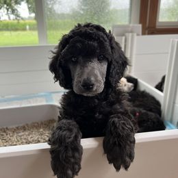 Boy 2 - Poodle puppy from Lake Effect Poodles, Leesa’s Jewlz