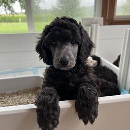 Boy 2 - Poodle puppy from Lake Effect Poodles, Leesa’s Jewlz