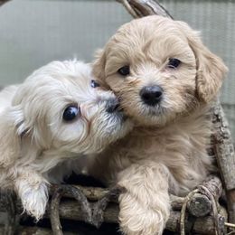 Maltipoos from Augie's Doggies