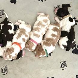 Brittany Puppies from Brookfield Farm Brittanys
