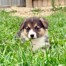 Paul - Black and tan male Pembroke Welsh Corgi puppy in Ashland, Ohio from SS Australian Shepherds