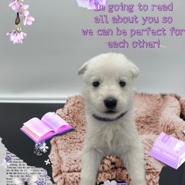 German Shepherd Puppies from Devon Rugerio's German Shepherds