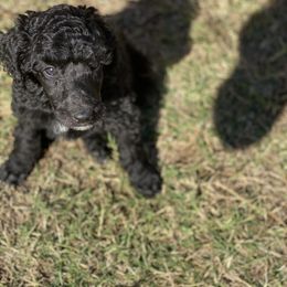Poodle Puppies from Parapoodles