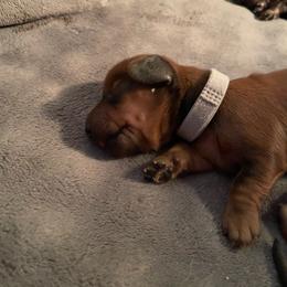 Grey collar - Chocolate male Dachshund puppy in Iredell, Texas from The Bloomin Dachshund