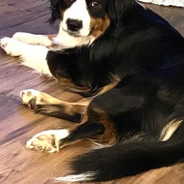 Kya - Miniature American Shepherd