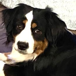 Kya - Miniature American Shepherd
