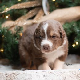 Pac-Man - Red tri-color male Australian Shepherd puppy in Woodford, Virginia from Skyborne Australian Shepherds
