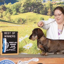 Dachshunds from Timber Springs Wirehair Dachshunds