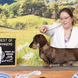 Dachshunds from Timber Springs Wirehair Dachshunds