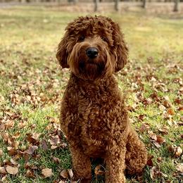 Hazel - Australian Labradoodle