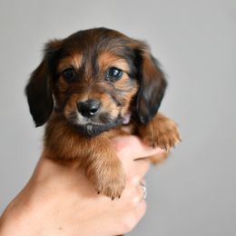 Jodie Foster - Red female Dachshund puppy in Youngstown, Florida from Paradox Dachshunds