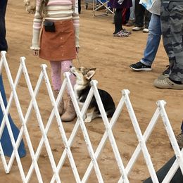 Labrador Retriever and Pembroke Welsh Corgi Puppies from Burress Family Farm and Kennels