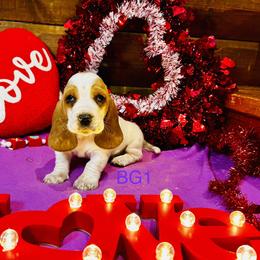 BG1 - Red and white female Basset Hound puppy in Britton, South Dakota from K&S Canines