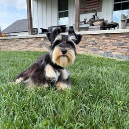 Maple - Miniature Schnauzer