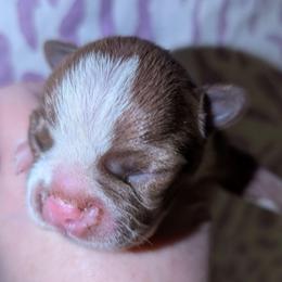 Baby Scout - Red male Boston Terrier puppy in Kingsport, Tennessee from Sleepwalker Bostons