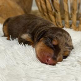 Uncle Luke - Chocolate and tan male Dachshund puppy in Searcy, Arkansas from Sykes Pups
