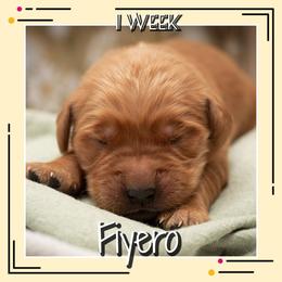Fiyero - Dark golden male Golden Retriever puppy in Driggs, Idaho from SK Golden Retrievers