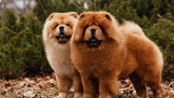 Chow Chow