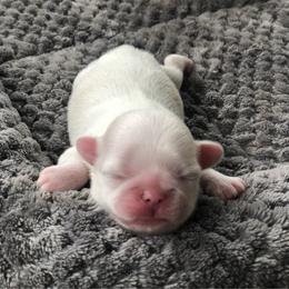 Sassafras - Liver and white female Shih Tzu puppy in Milton, Florida from Shih tzu adventures of Santa Rosa Florida