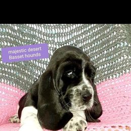 Basset Hound Puppies from Majestic Desert Basset Hounds