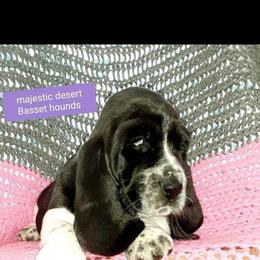 Basset Hound Puppies from Majestic Desert Basset Hounds