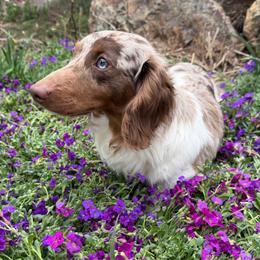 Jaeger - Dachshund