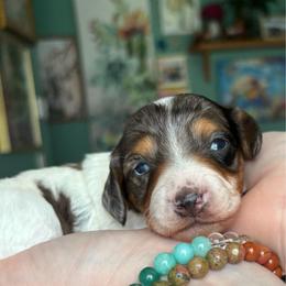 Buttercup - Dapple female Dachshund puppy in Jacksonville, North Carolina from Lizzie’s Doxies